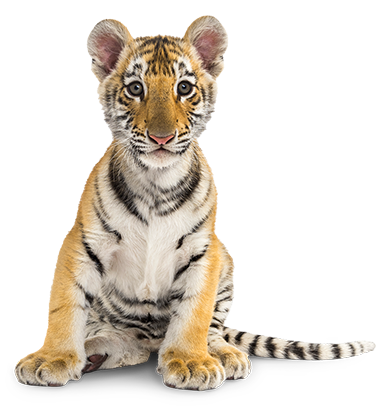 Sitting tiger cub